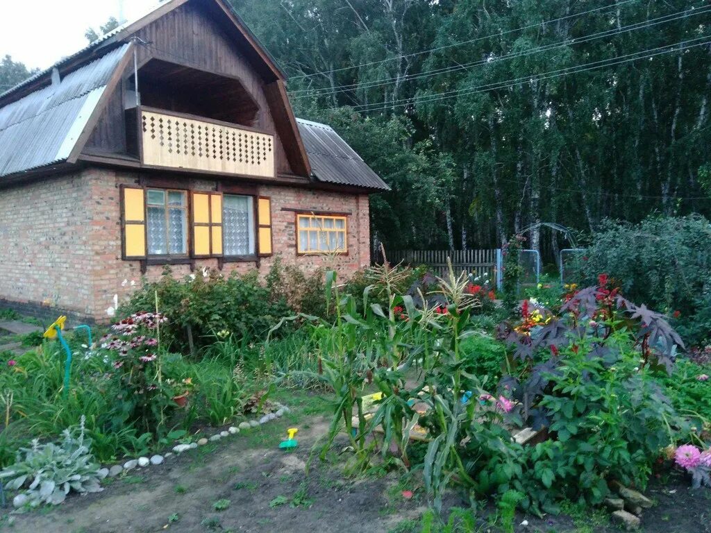 Дача в СНТ. Дача в еловом лесу. Дачи в Омске. СНТ медик Омск. Купить дачу в черте омска