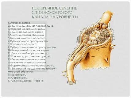 Зубчатая связка