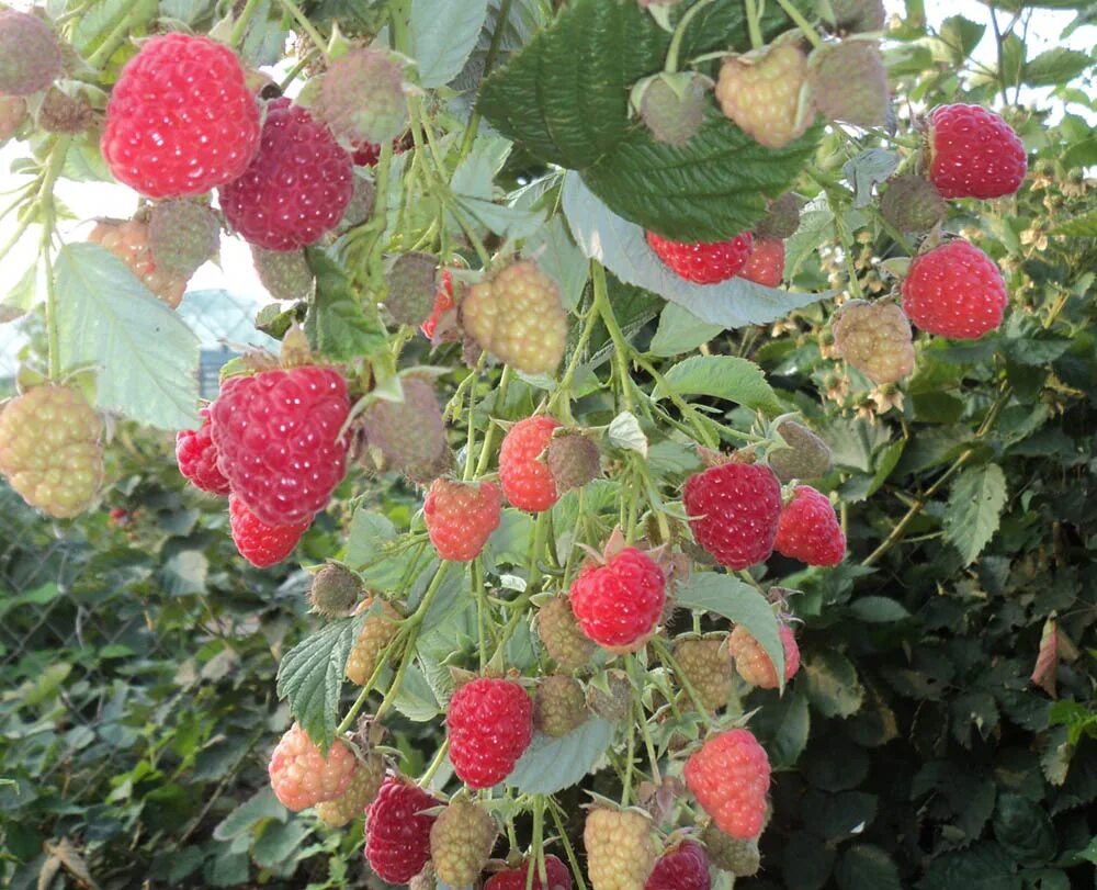 Саженцы малина маравилла. Сорт малины маравилла. Малина маравилла фото описание. Саженцы малина маравилла. Малина ремонтантная маравилла.