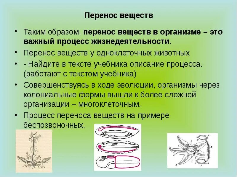 В чем отличие замкнутой и незамкнутой кровеносных систем?