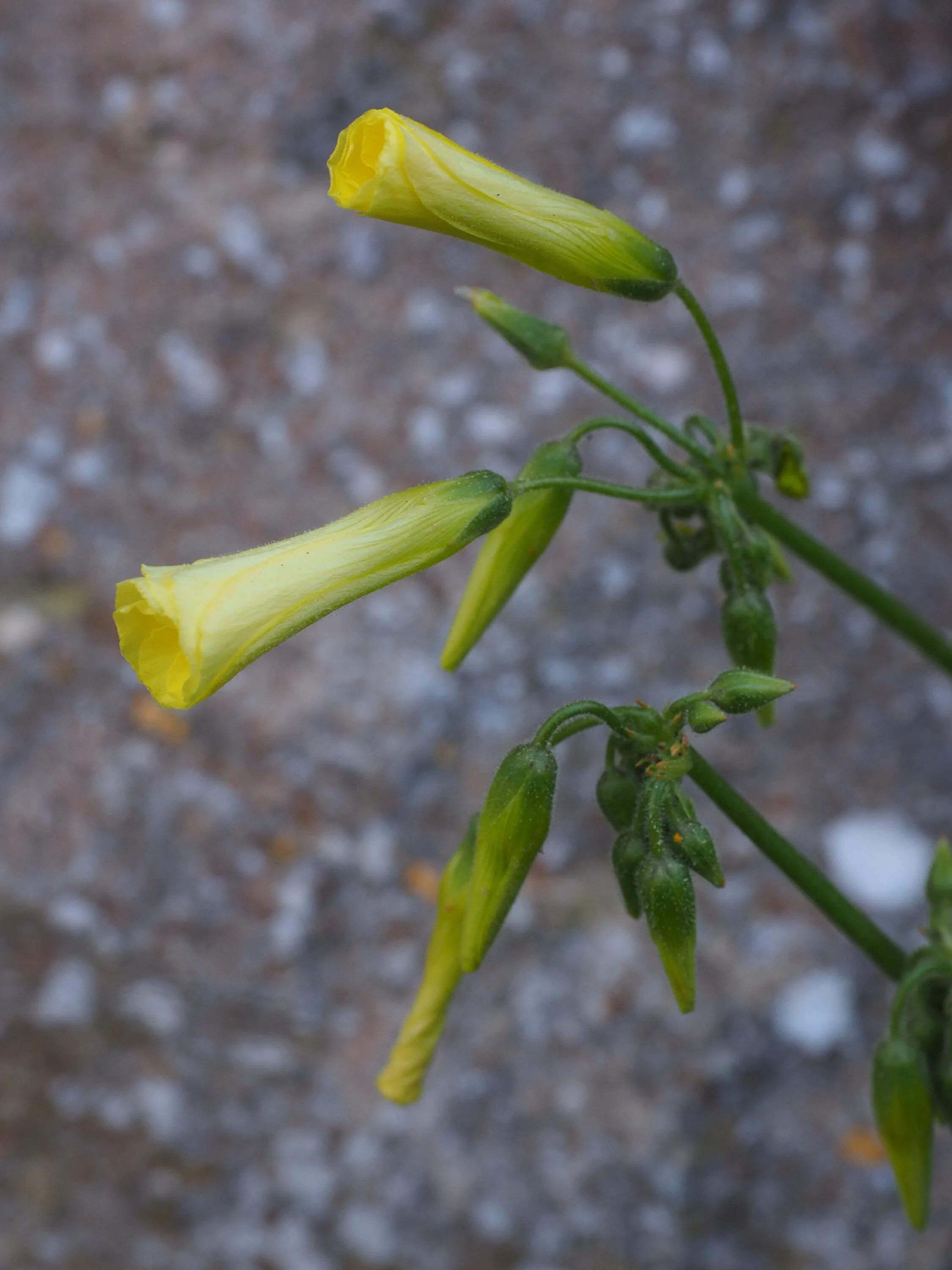Трубчатые растения. Nicotiana glauca. Табак цветет желтыми цветочками. Трубчатые цветки.