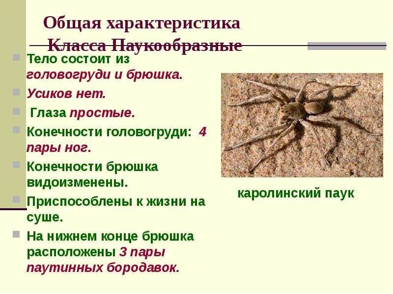 Характеристика паукообразных. Общая характеристика паукообразных. Тело состоит из головогруди и брюшка. Класс паукообразные конспект. Признаки типа паукообразные