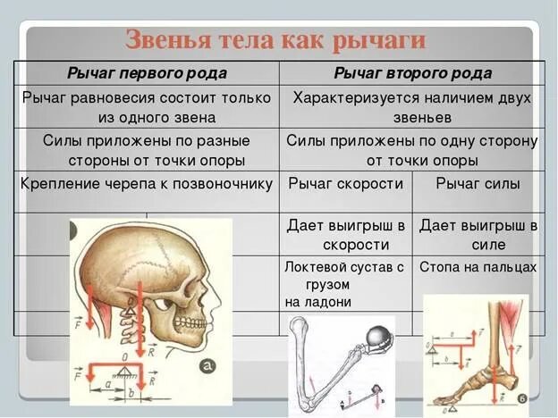 Работа в организме человека физика 7