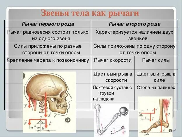 2 рычаг в скелете человека. Рычаг 1 рода в биомеханике. Рычаг 2 рода в биомеханике. Рычаги первого и второго рода в биомеханике. Рычаги двигательного аппарата анатомия.