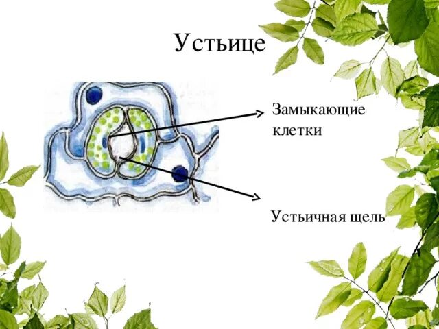 Хлоропласты в устьицах. Замыкающие клетки устьица строение. Замыкающие клетки устьиц листа. Строение устьиц растений. Замыкающие клетки устьиц рисунок.