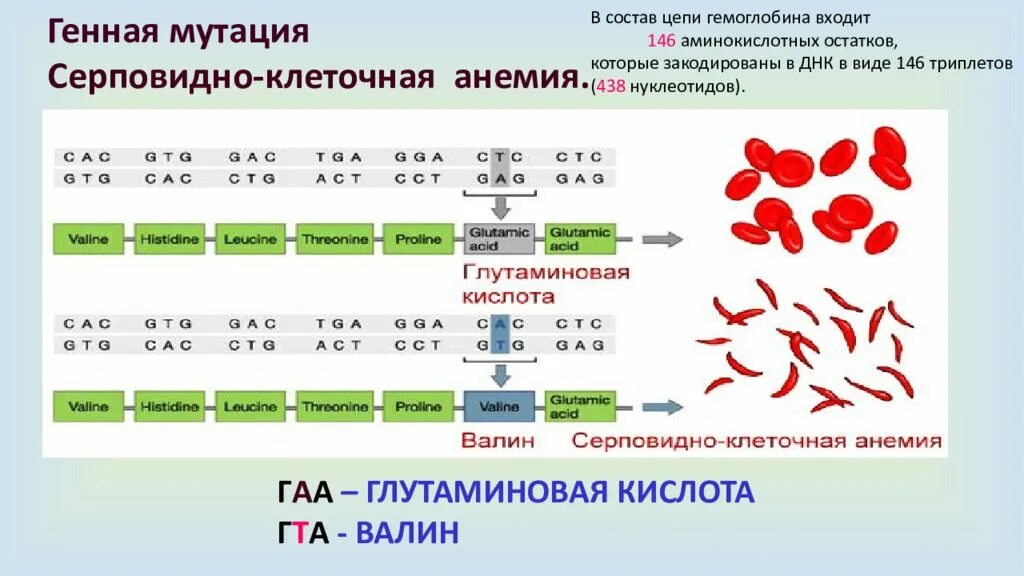 Серповидноклеточная анемия какая. Серповидноклеточная анемия мутация. Серповидноклеточная анемия генная мутация. Серповидноклеточная анемия какая мутация. Серповидно-клеточная анемия человека генная мутация.