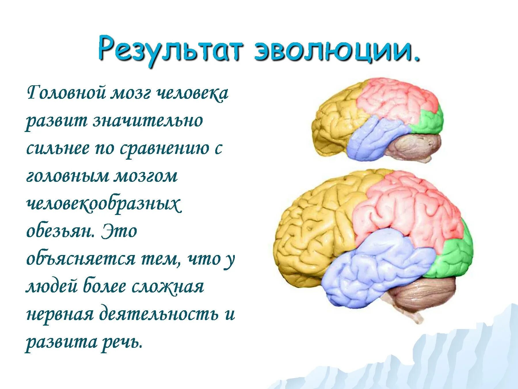 Размер мозга увеличивается. Мозг человека головной мозг. Эволюция головного мозга человека. Функции мозга человекообразной обезьяны. Строение головного мозга обезьяны.