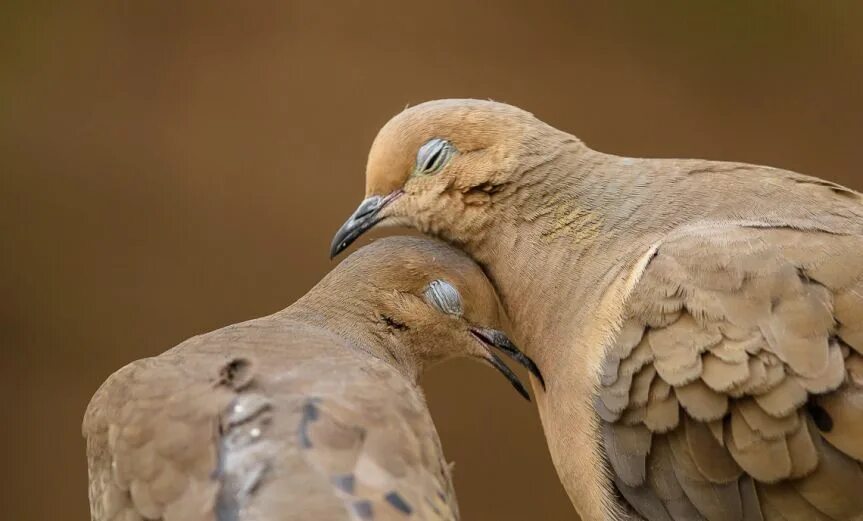 They like birds. Поцелуй птиц. Пара птиц. Птица любви. Птицы обнимаются.