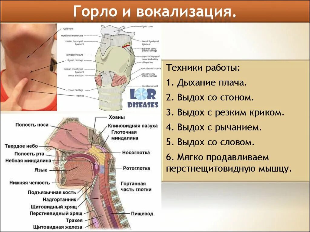 Система вокализации. Строение гортани. Гортань и глотка строение.