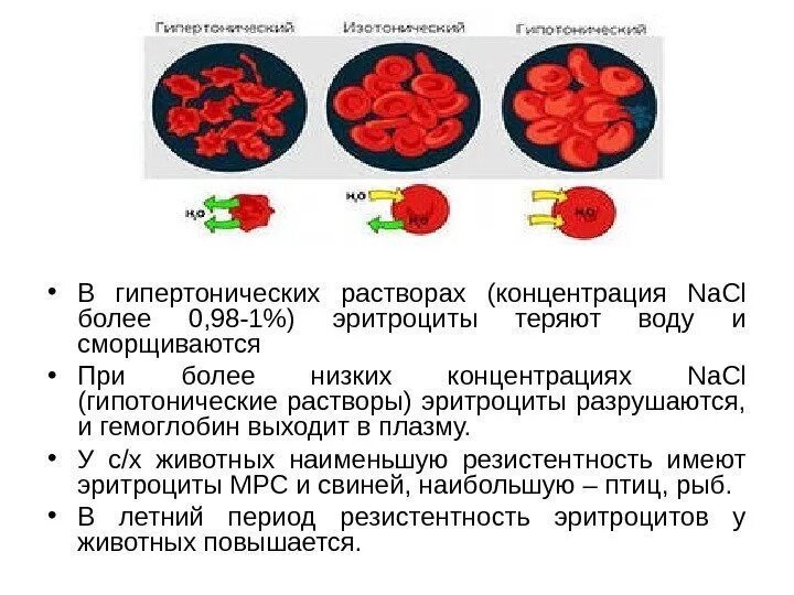 Физиологический раствор эритроциты. Гипертонический раствор эритроциты. при гипертоническом растворе эритроциты. в гипотоническом растворе nacl эритроциты. эритроцит в гипотоническом и гипертоническом растворе.