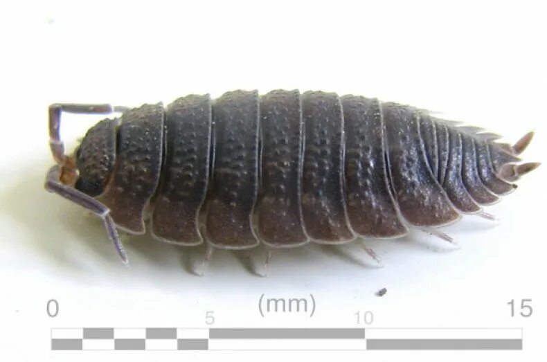 Мокрица двухвостка. Мокрицы porcellio. двухвостка многоножка мокрица. мокрица шероховатая (porcellio scaber).