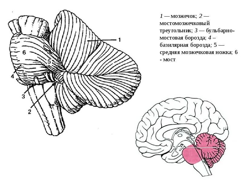 Мост мозга расположение. Задний мозг мозжечок строение. Задний мозг функции мозжечка. Мозжечок строение и функции анатомия. Задний мозг мост и мозжечок строение и функции.