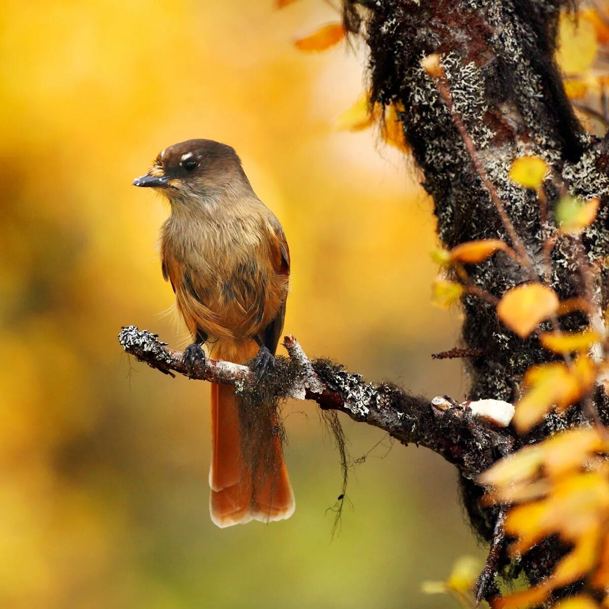 Fall bird. Птицы в лесу. Осень птицы. Птицы осенью. Птицы в осеннем лесу.