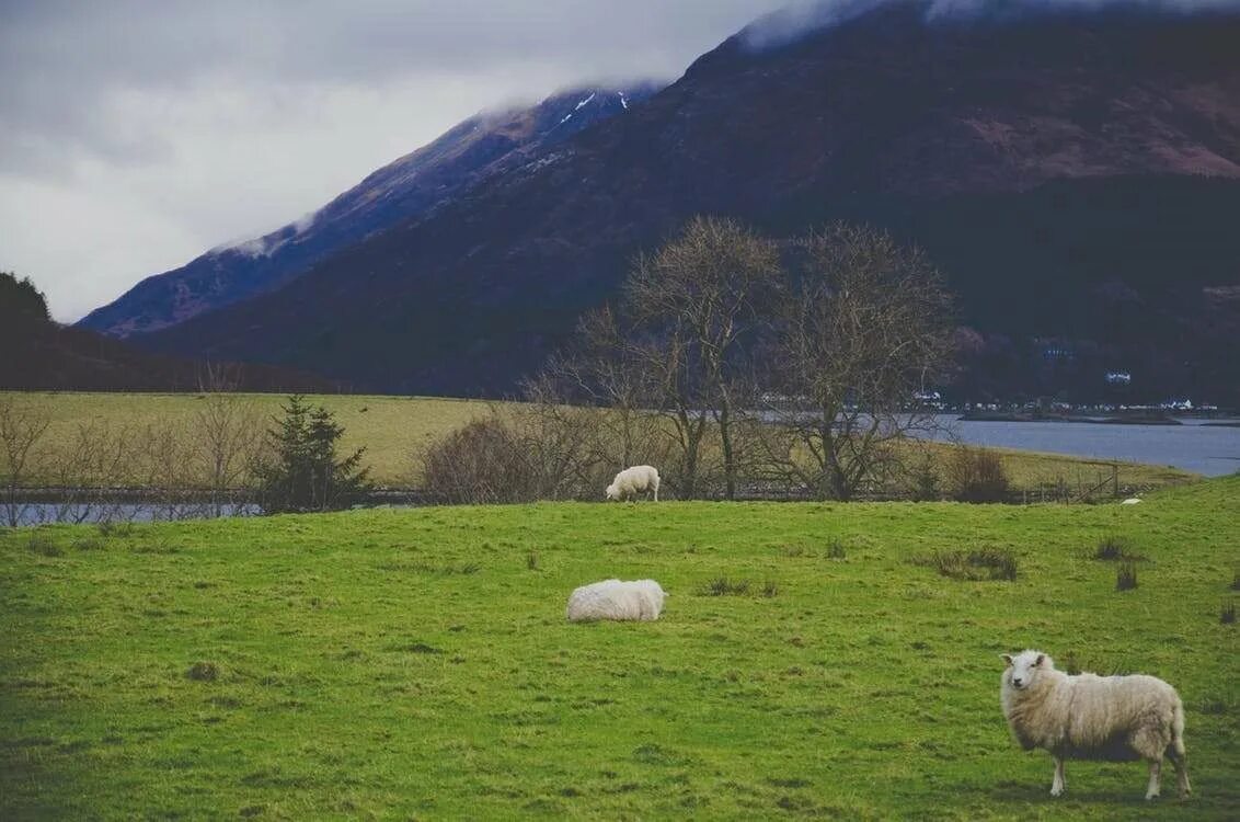 The sheep in the field