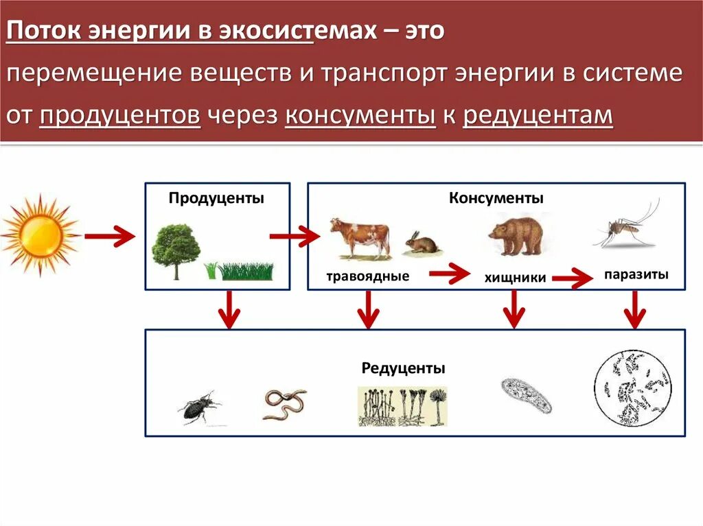 Какова роль производителей в пищевой цепи биология. Цепь питания редуценты продуценты. Редуценты в цепи питания. Цепь питания из 4-5 звеньев продуценты,консументы и редуценты. Цепи питания биология консументы редуценты продуценты.