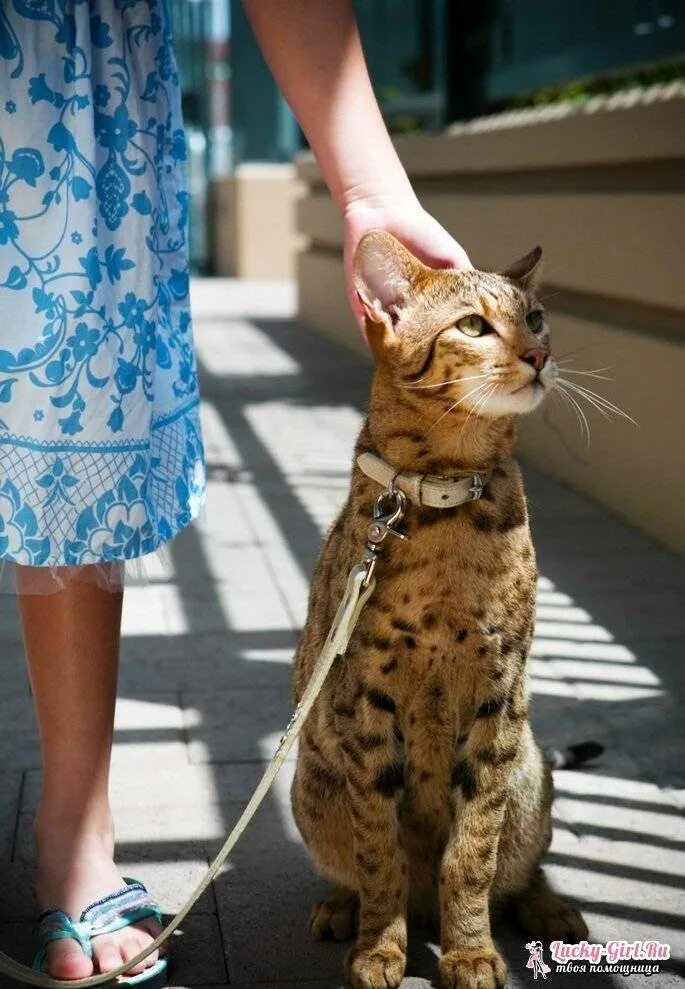 Большие кошки домашние породы фото