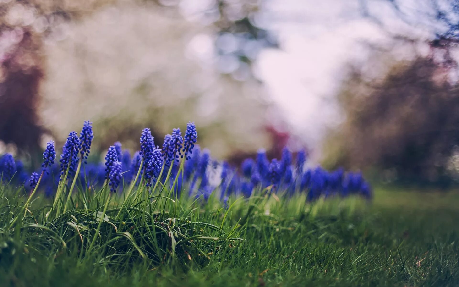 Flower nature. Весенние цветы. Синие весенние цветы. Весенний фон на рабочий стол. Весенние обои на рабочий стол.