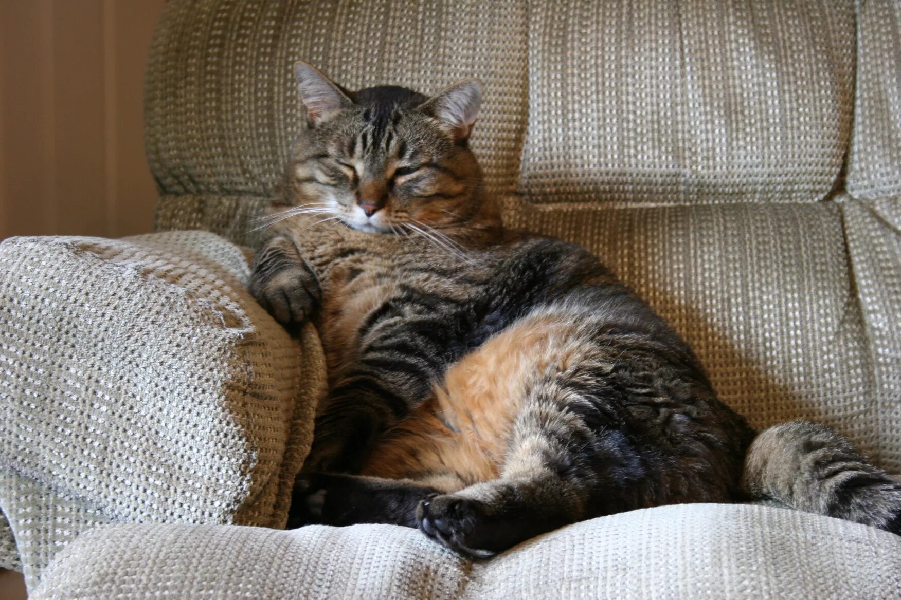 Прекрасная лень. Кот на диване. Диван кошка. Толстый кот. Котенок на диване.