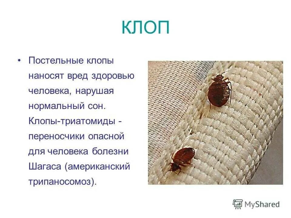 Какие болезни переносят клопы. Клопы.