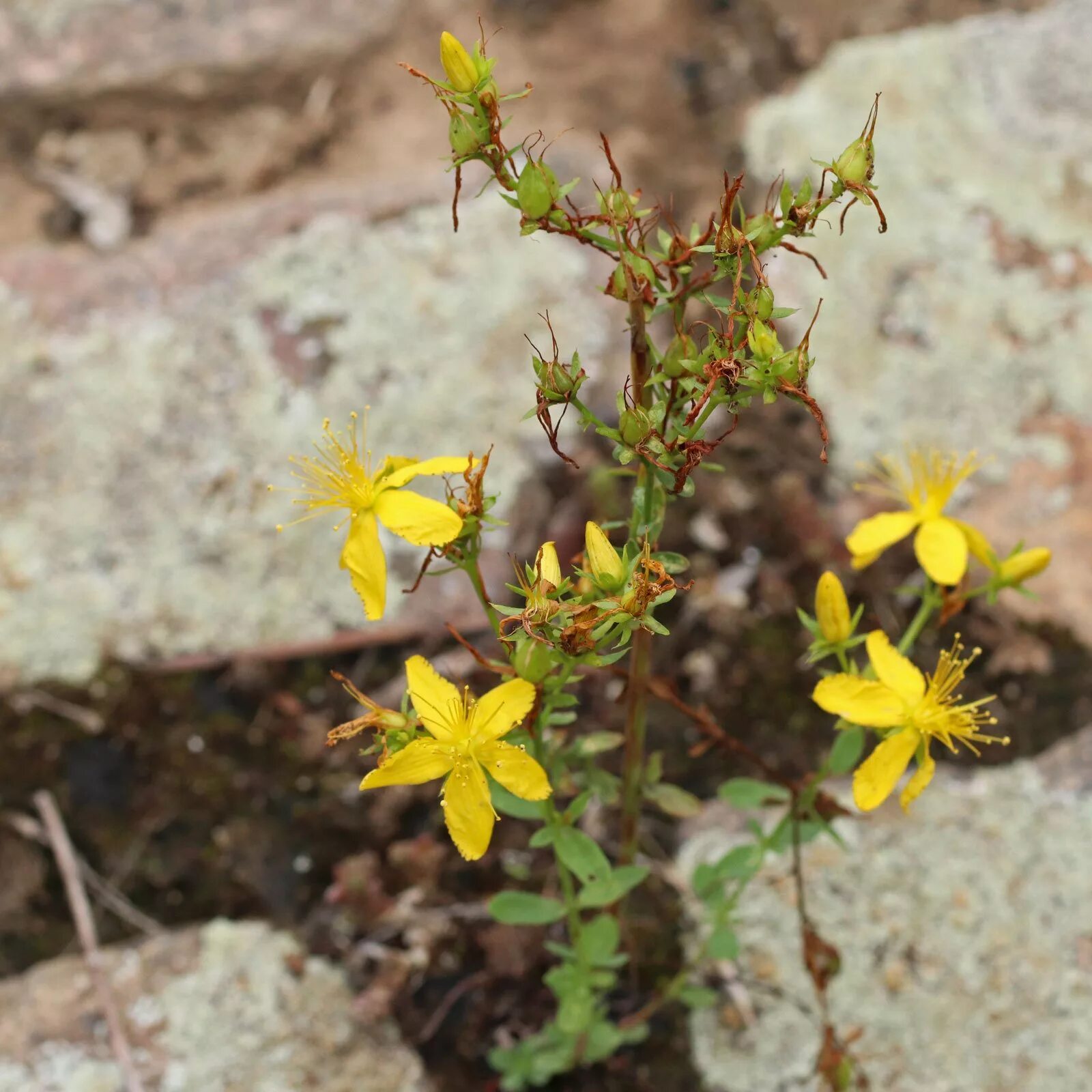 Зверобой продырявленный (обыкновенный) Hypericum perforatum. Зверобой продырявленный (Hypericum perforatum). Зверобой продырявленный Hypericum perforatum l.. Зверобой обыкновенный (Hypericum perforatum l.). Зверобой пятнистый