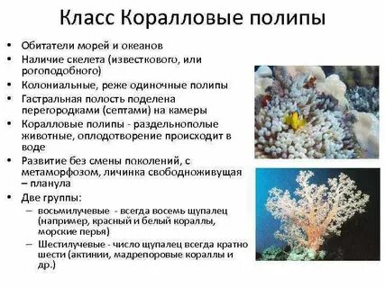 Коралловые полипы признаки