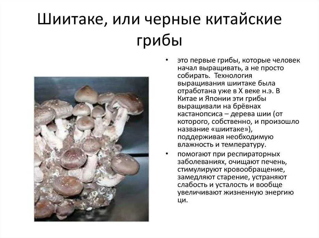 Опишите внешний вид и строение культивируемых. Шиитаке гриб описание. шиитаке или чёрные китайские грибы. строение гриба шиитаке. выращивание грибов в искусственных условиях.