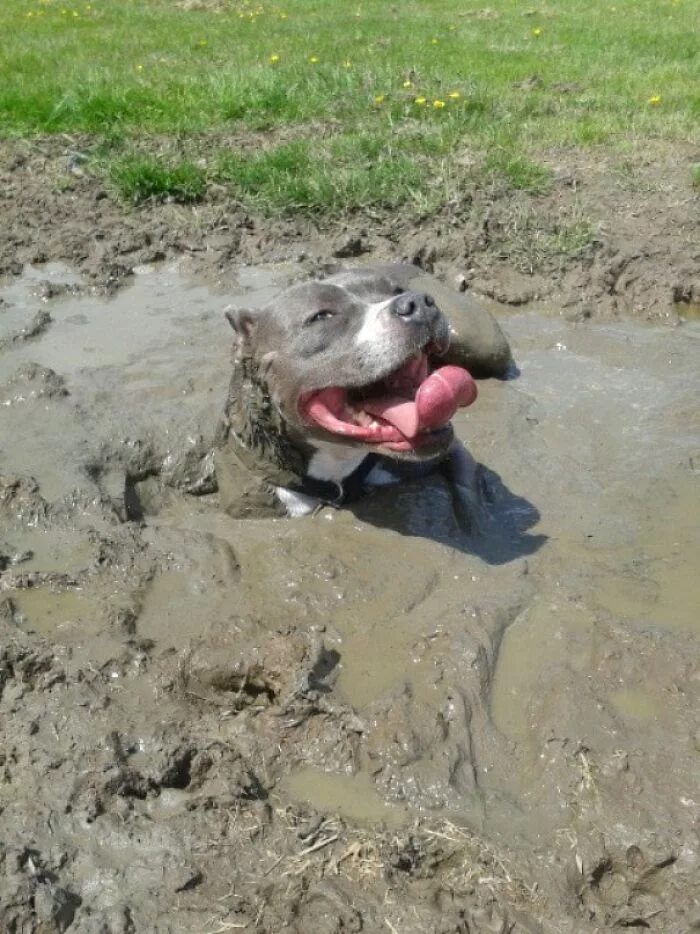 Почему собаки грязные. Собака в луже.
