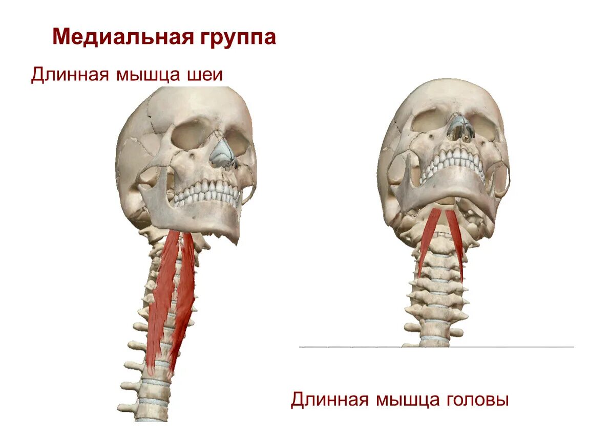 Длинные мышцы головы и шеи