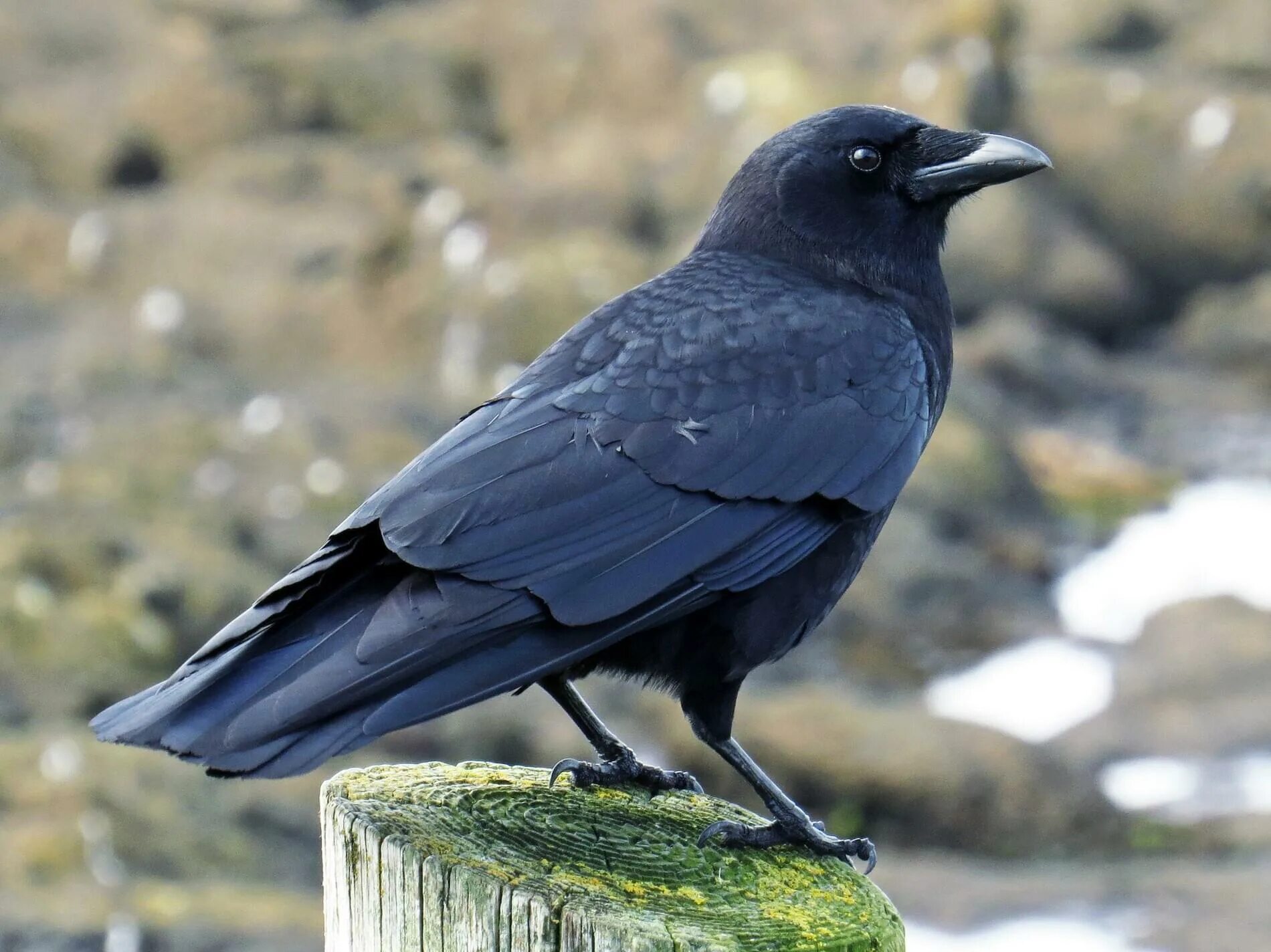 Crow get