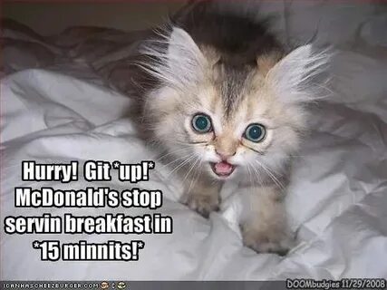 Kitty you can has cheezburger