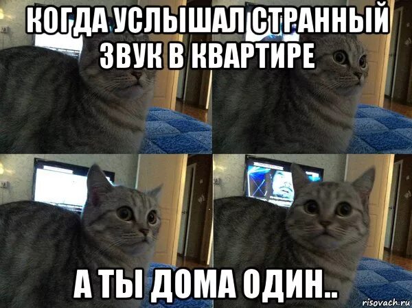 Доносились странные звуки. Мемы с котами. Мемы про котов. Когда один дома. Мемы с котами звуки.