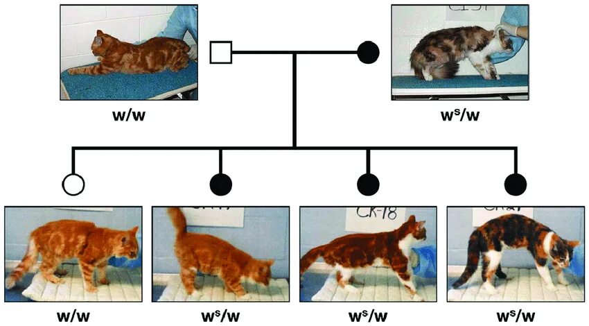 Кошачья генетика. Генотип кошки. Кошачьи гены. Гены у кошек.