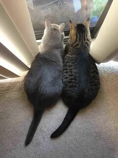 Почему не пришли cats