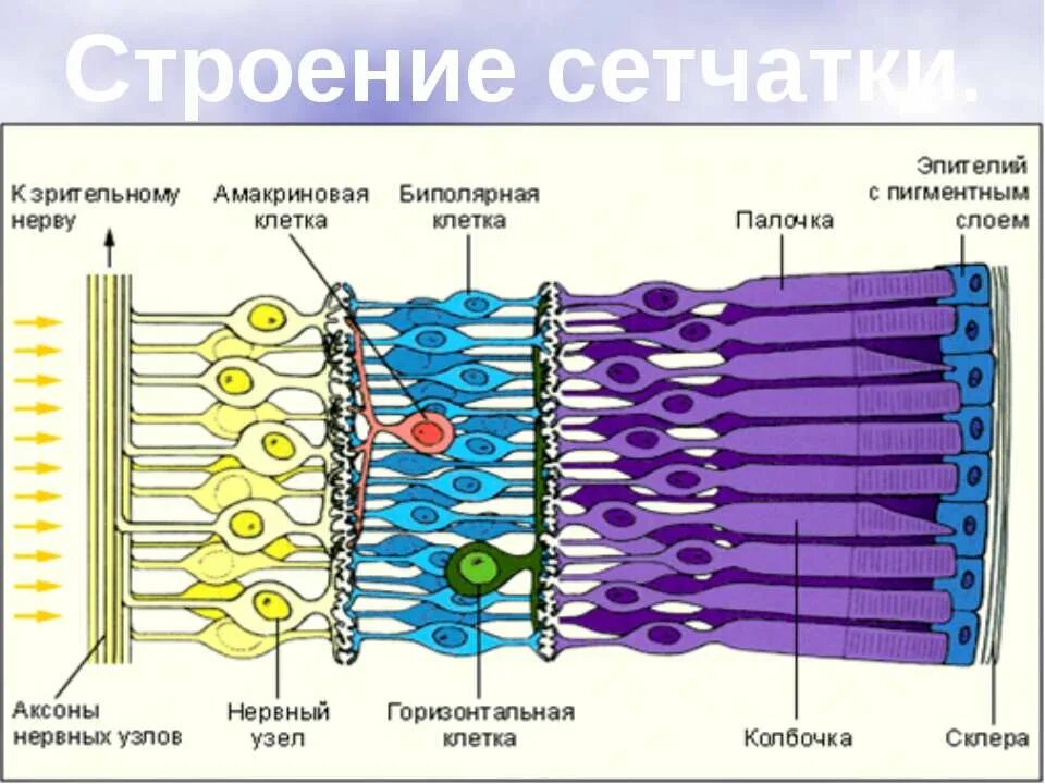 Колбочки и палочки какая оболочка глаза. Палочки и колбочки сетчатки строение. Строение колбочки сетчатки. Строение глаза колбочки и палочки. Строение зрительного анализатора палочки и колбочки.