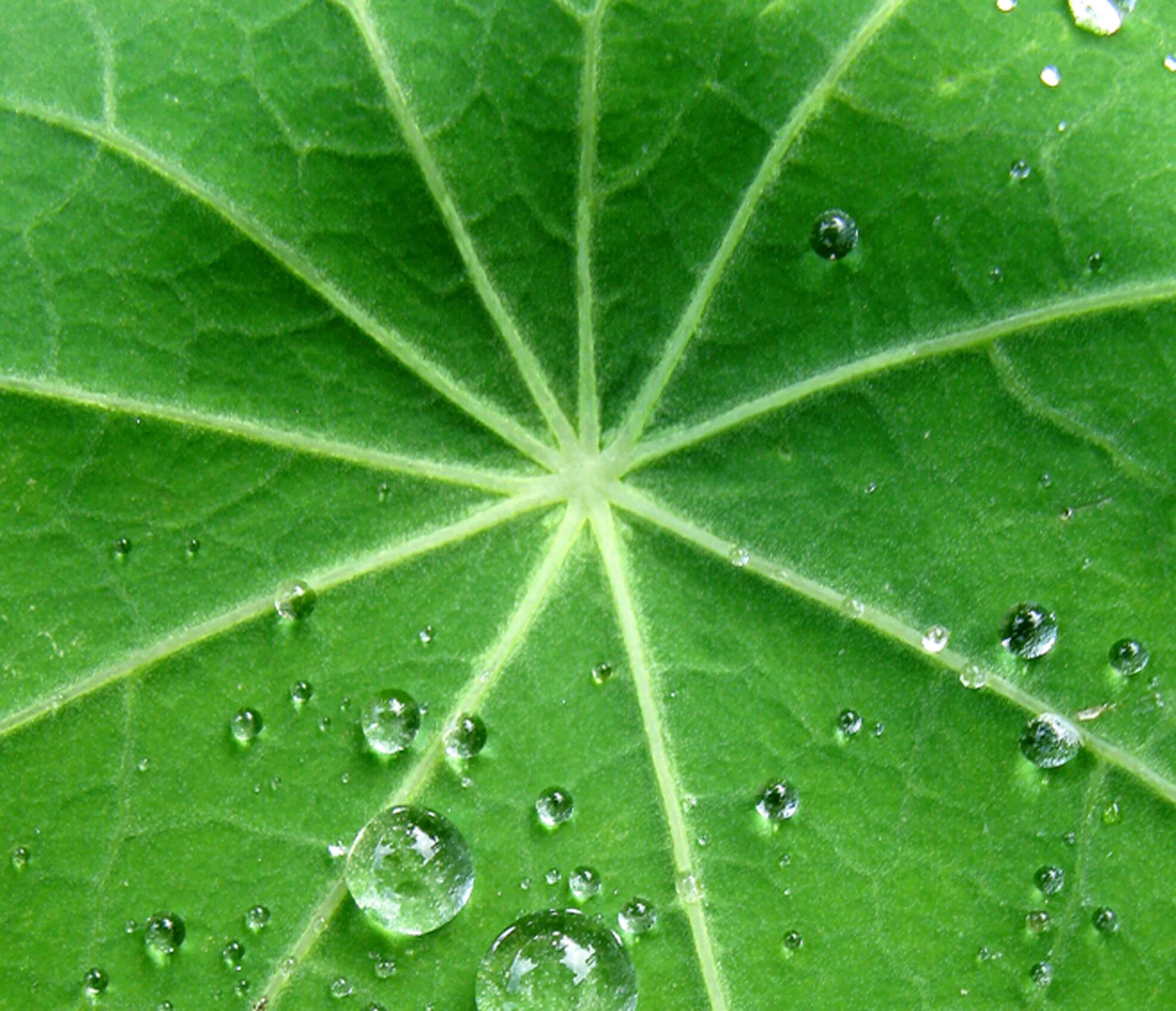 Листья лотоса. Листок лотоса. Lotus leave superhydrophobic. Lotus Leaf PNG.