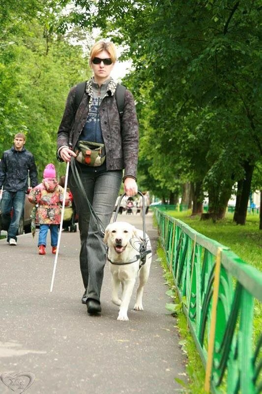 Собака поводырь. Собаки поводырь поводырь породы. Бордер колли поводырь. Собака поводырь лабрадор.