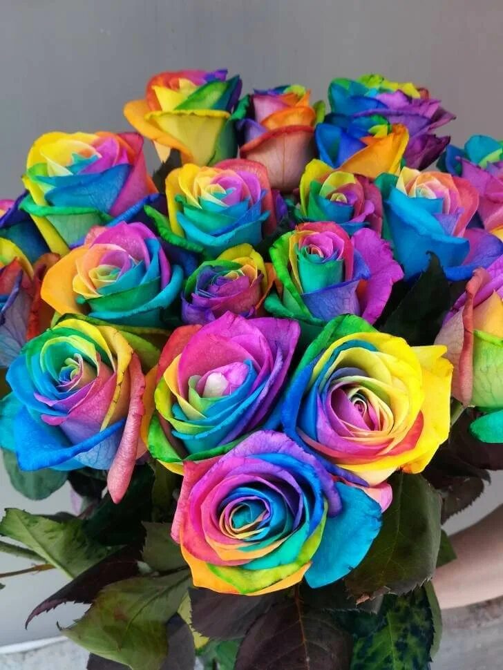 Радужные розы купить геншин. Разноцветные розы. Голландские розы разноцветные.