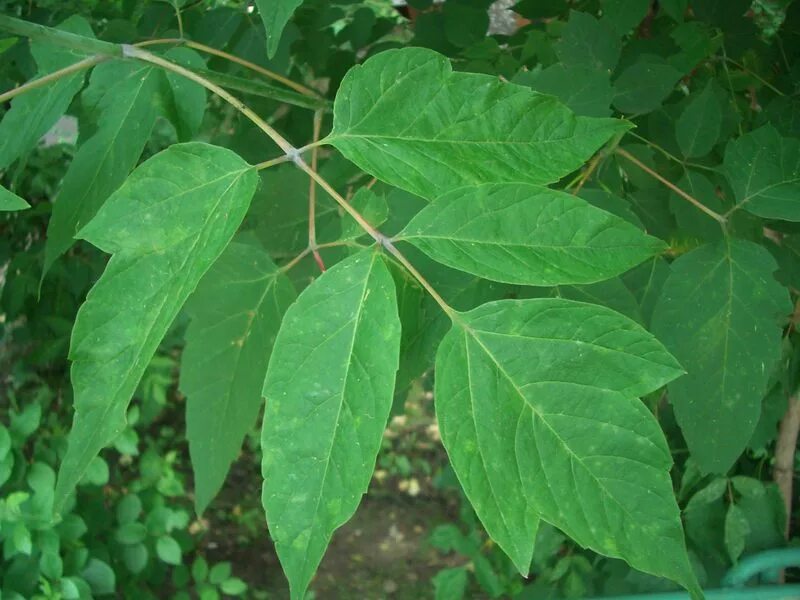 Клен ясенелистный, или американский (Acer negundo)