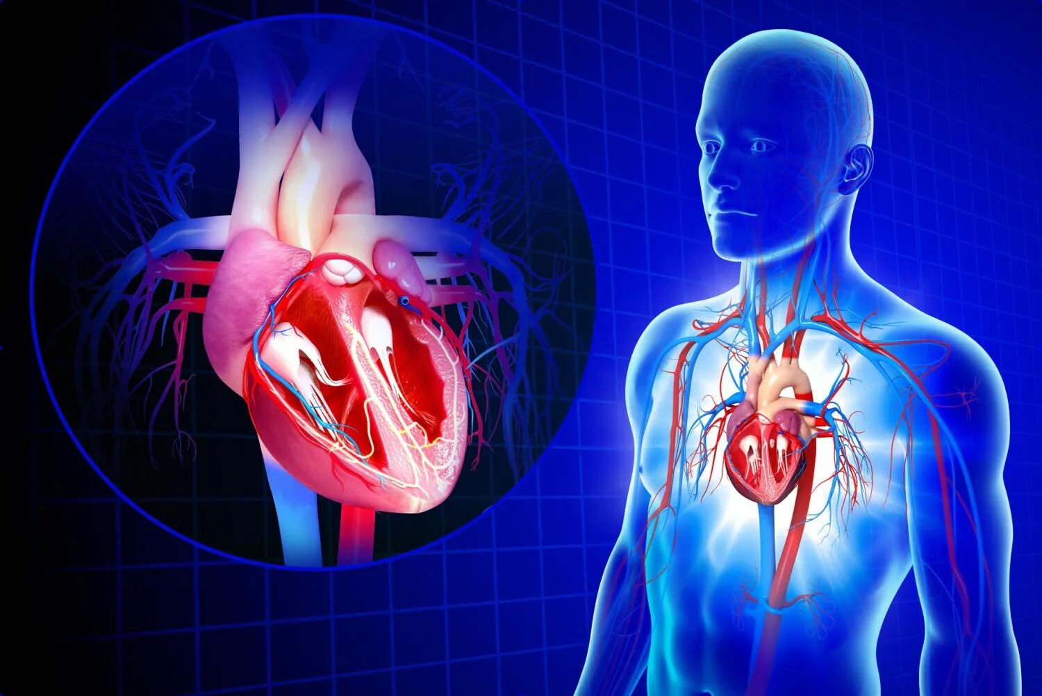 Cardiovascular system. Сердечно-сосудистые заболевания. Сердечно-сосудистая система человека. Сердечкососудестая система. Сосуды сердца.