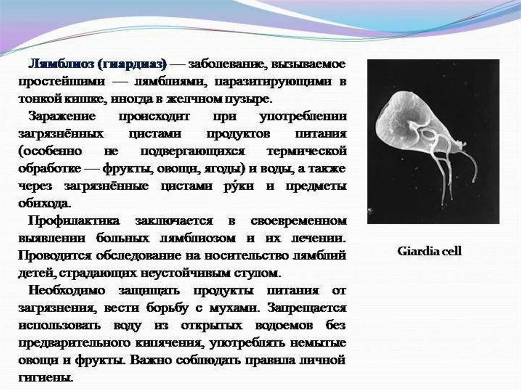 Инфекции вызванные простейшими. Лямблии характеристика заболевания. Болезни вызываемые лямблиями. Паразит лямблия симптомы.