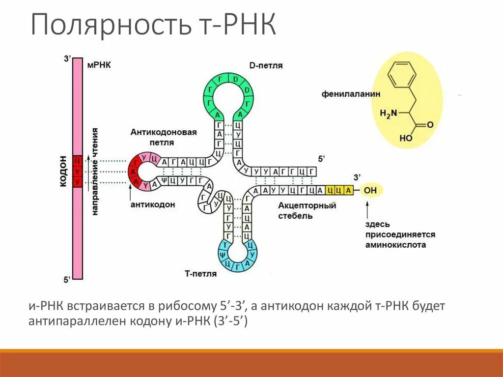Т рнк синтезируется. Структурная формула ТРНК. Матричная РНК схема. ТРНК строение и их функции. РНК структура молекулы РНК.