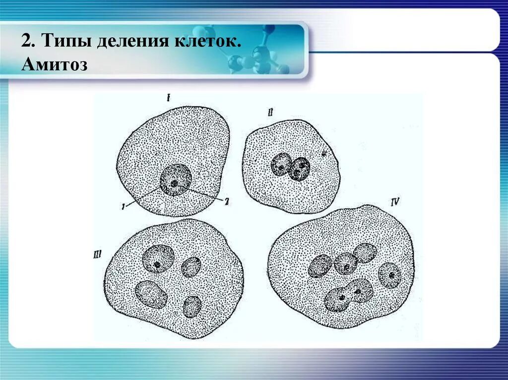 Амитозом делятся клетки. Амитоз схема деления. Способы деления клетки характеристика