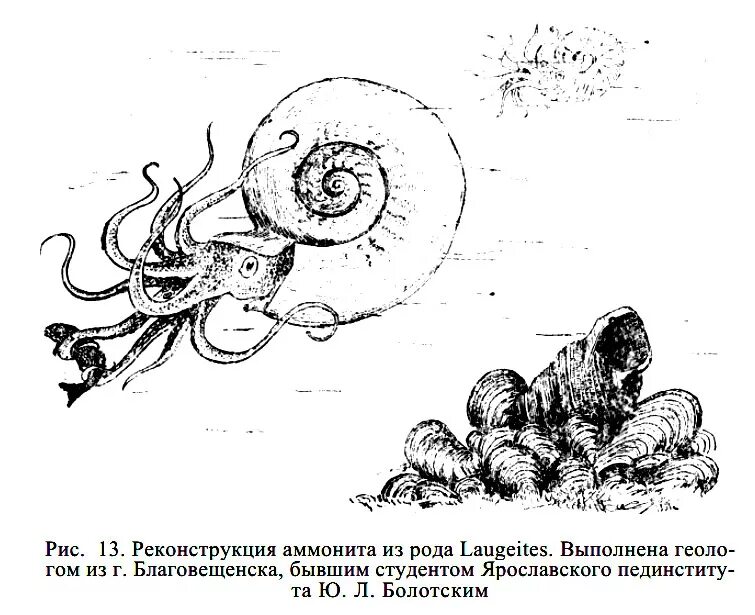 На рисунке изображен аммонит вымершее