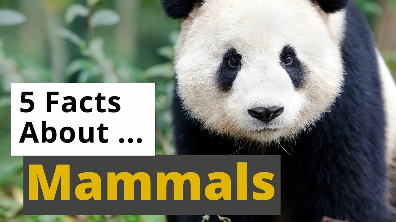 Facts about animals. Interesting facts about mammals. Funny facts about animals. Saugetiere.