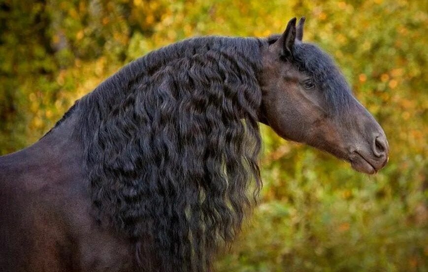 Фриз Фризская лошадь. Фризская лошадь грива. Лошадь с длинной гривой. Лошадь с кудрявой гривой.