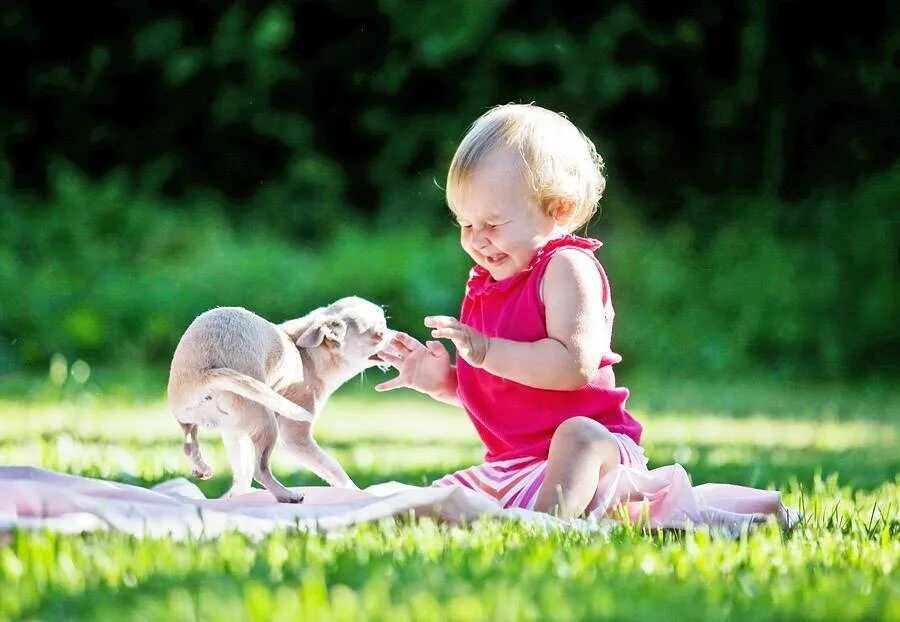 Ребенка испугала собака. Ребенок с животным. Животные. Животные. Ребенка испугала собака.