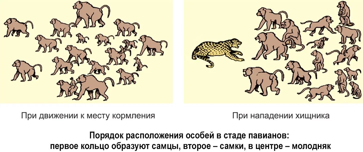 Этологическая структура популяций животных. Этологический состав популяции. Поведенческая структура популяции. Поведенческая этологическая структура популяции.