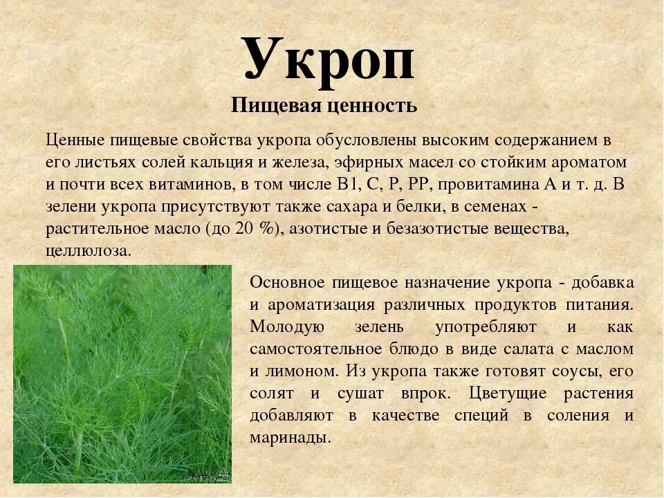 Чем полезен укроп. Укроп описание растения. Что полезного в укропе. Полезные свойства укропа. Укроп действие