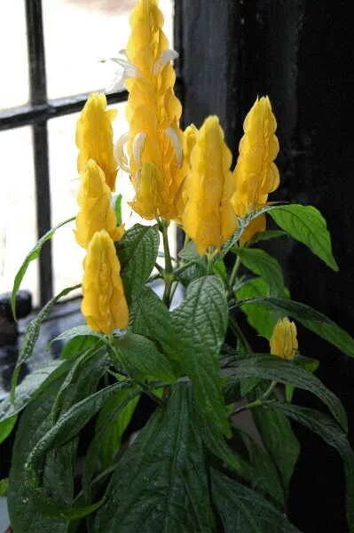 Комнатный цветок цветет желтыми цветами. Пахистахис. Пахистахис жёлтый. Пахистахис белый. Пахистахис цветет белый цветок.