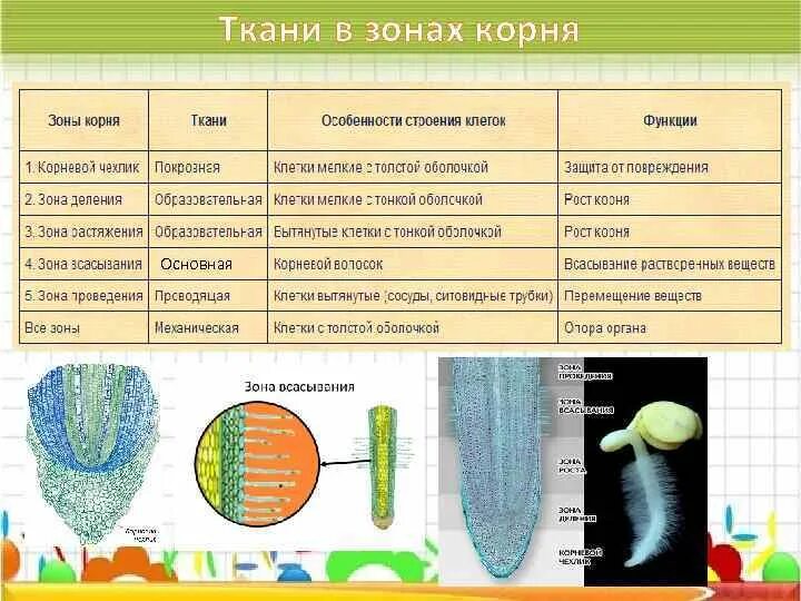 Какие ткани есть в корне растения. Зоны корня строение клеток таблица. Строение корня ткани и функции. Корневой чехлик строение и функции. Строение зон корня биология 6 класс.